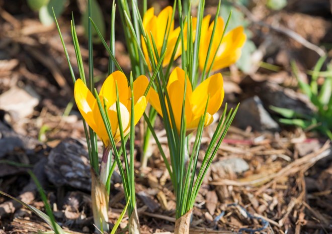 Crocus_DSC_3654