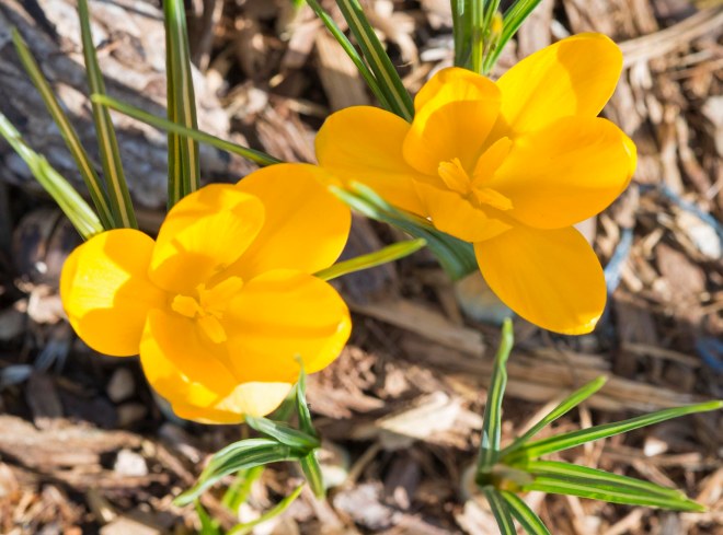 Crocus_DSC_3656