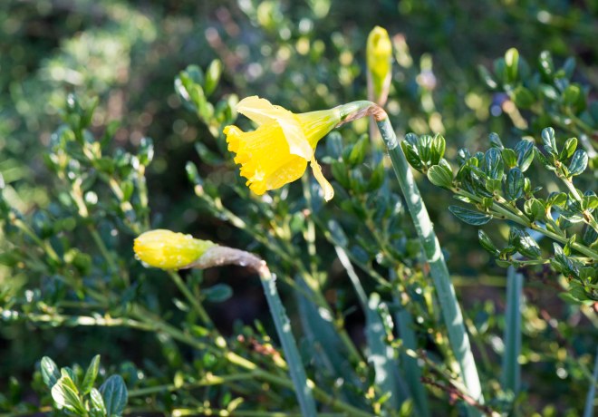 Daffodils_DSC_3621