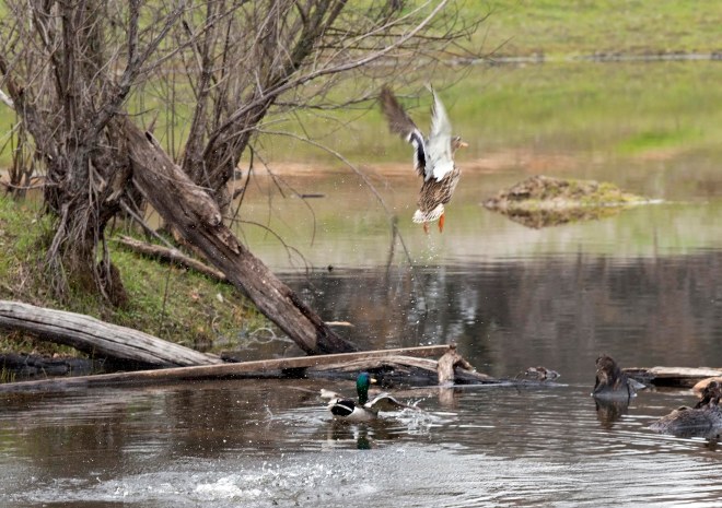 Ducks_Flight_DSC_2604