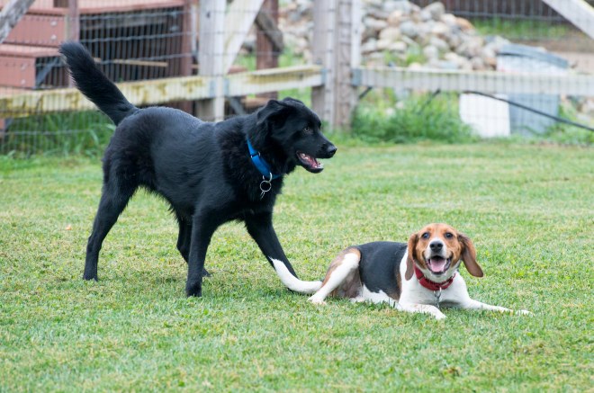 Intentional Grounding