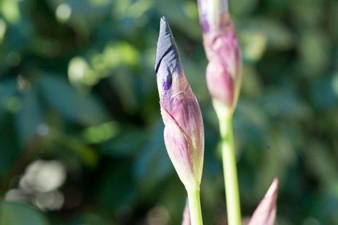Iris_DSC_3675