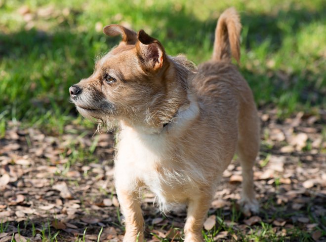 Little-Dog_DSC_3123