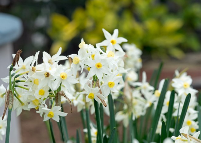 Narcissus_DSC_2910