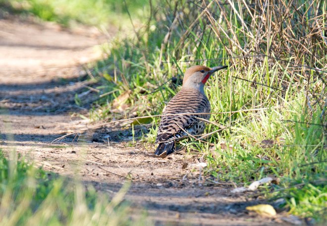Northern Flicker_DSC_1375