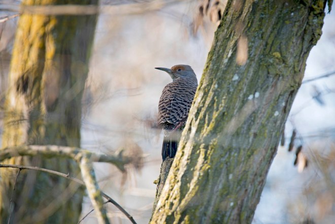 Northern Flicker_DSC_1377