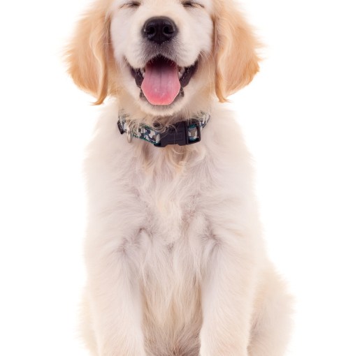 Go Daddy’s Superbowl Commercial: What were they&nbsp;thinking?