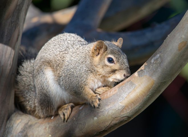 Squirrel_DSC_1633