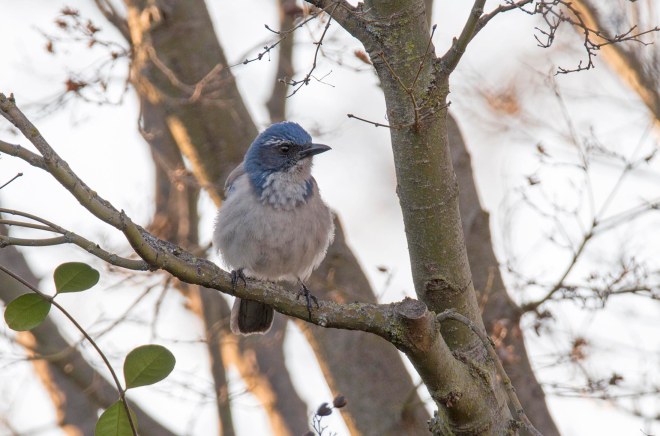 Blue Jay_DSC_3765