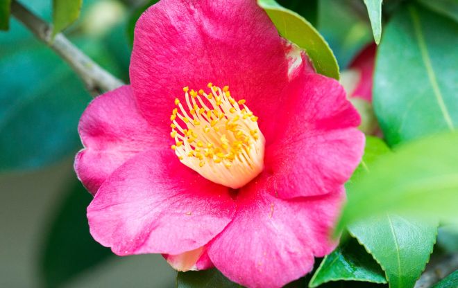 Camellia_DSC_3775