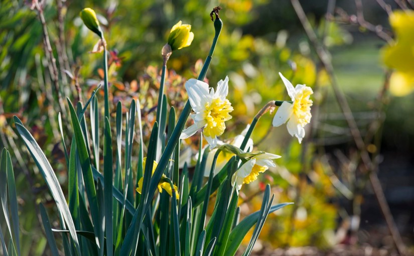 Spring Greeted in the&nbsp;Garden