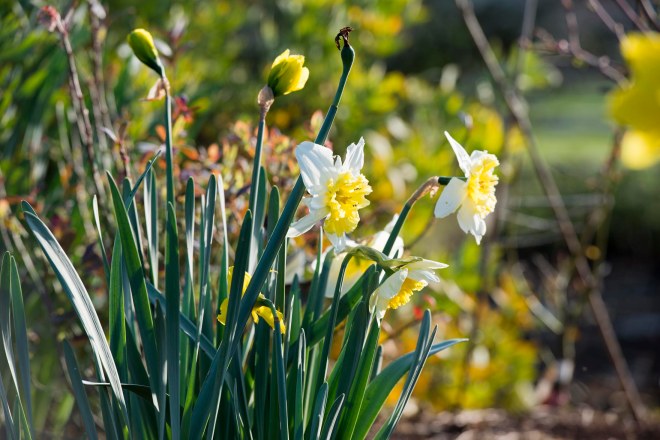 Daffodils_DSC_5458