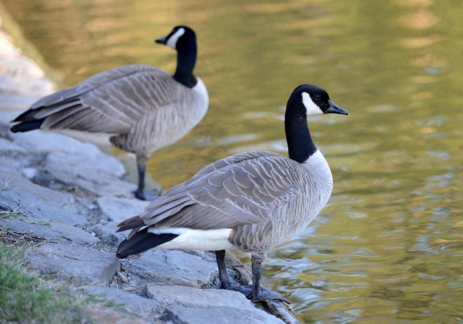 Geese_DSC_1515
