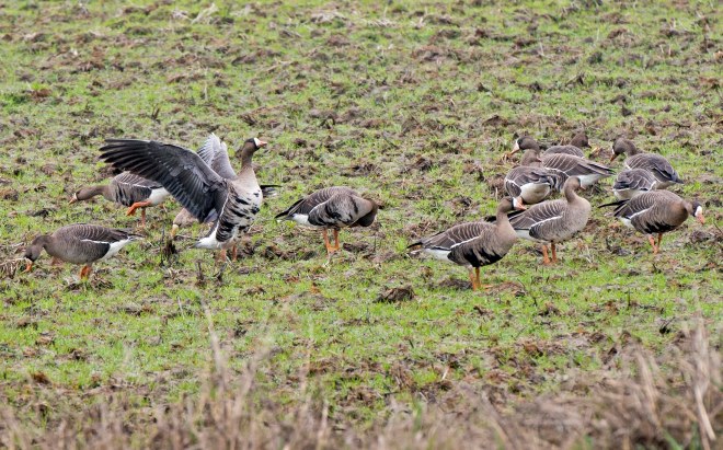 Geese_DSC_5366