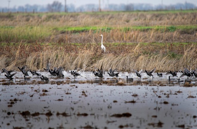 Heron_Geese_DSC_0512