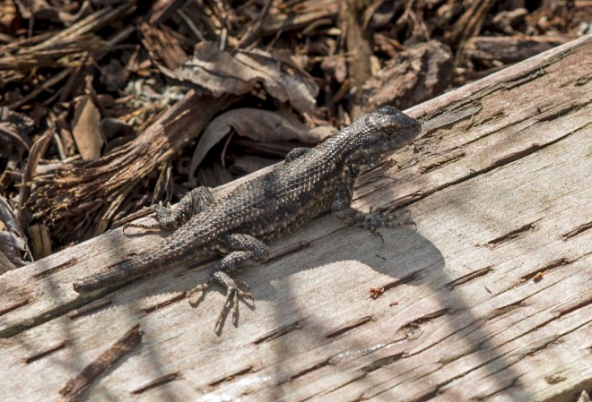 Lizard_DSC_4901