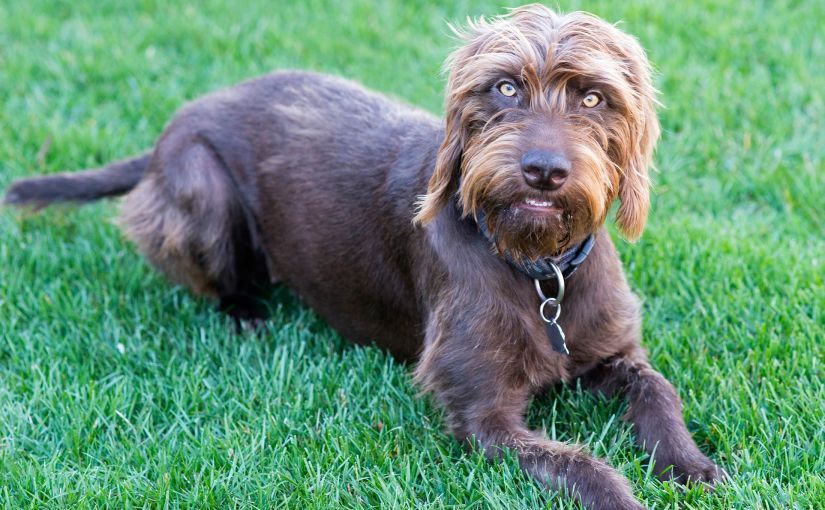 Wordless Wednesday: Piper (aka “Ewok”)