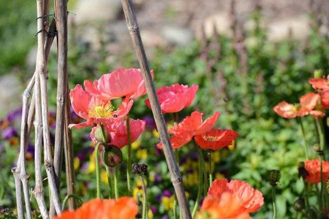 Poppies_DSC_0899