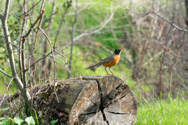 Robin_Cropped_DSC_4249
