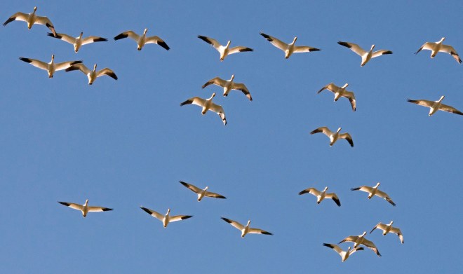 Snow Geese_Flight_DSC_3784