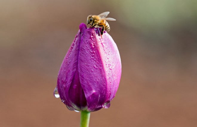 Tulip_Bee_DSC_4163