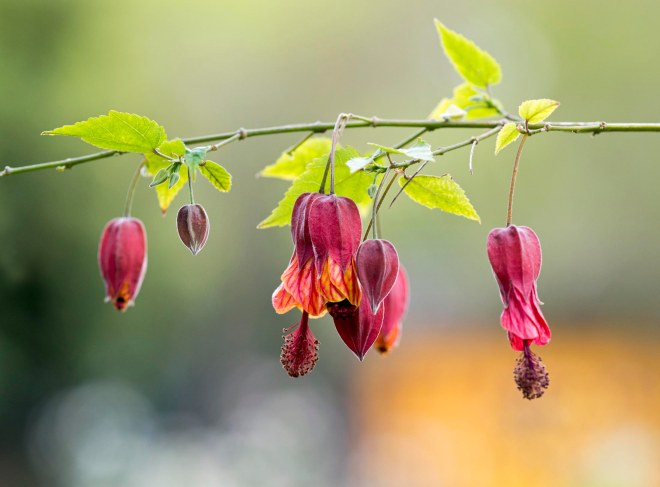 Abutilon_DSC_6603