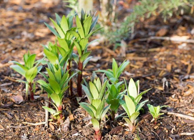 Asiatic Lilies_DSC_6787