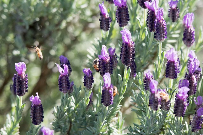 Bees_Lavender_750_5148