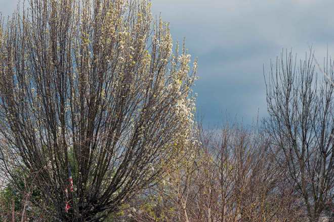 Blossoms_Clouds_DSC_5839