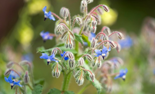 Borage_DSC_6587
