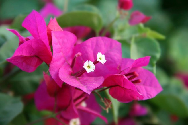 bouganvillea