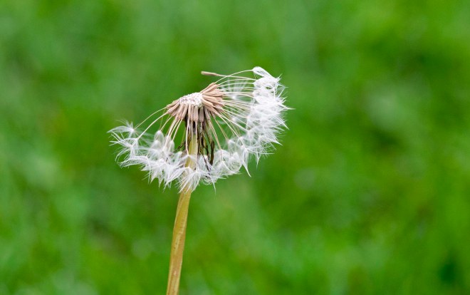 Dandelion_DSC_6466