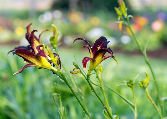 DayLily_DSC_6804