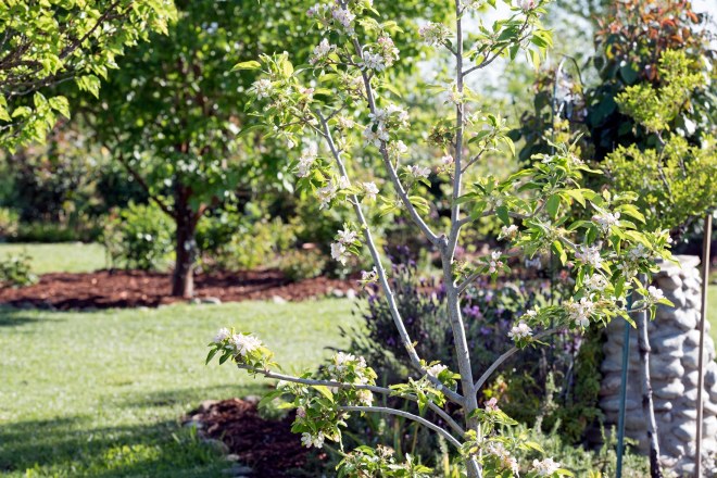 Garden_Spring_750_5067