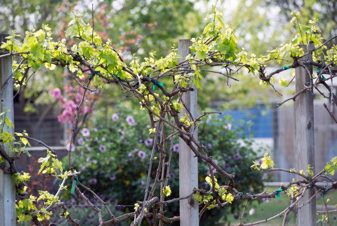 Garden_Spring_DSC_7071