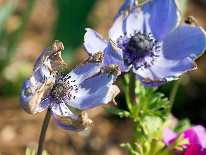 Iceland Poppy_DSC_6115