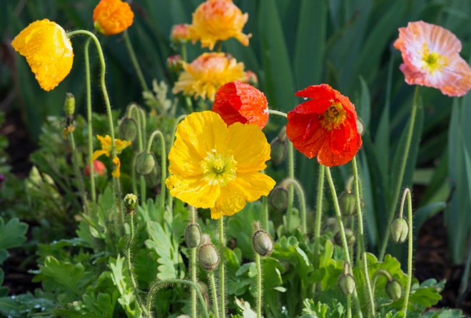 Iceland Poppy_DSC_6795