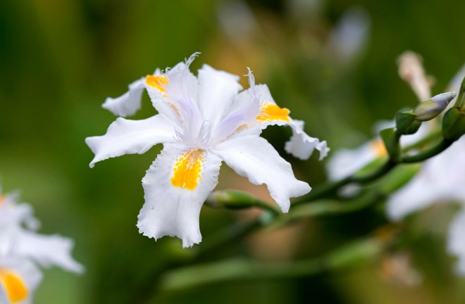 Iris_DSC_6589