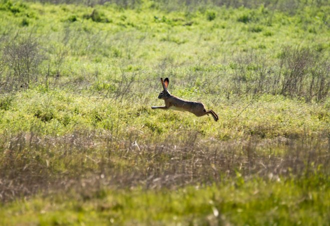 Jack Rabbit_28-300_DSC_5605