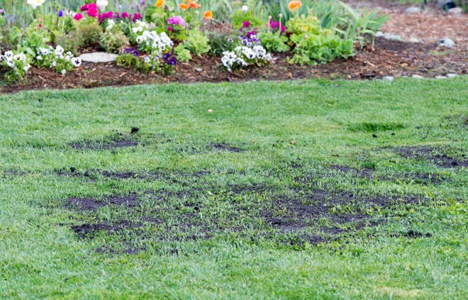 Lawn Seeding_DSC_5794