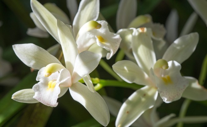 Orchid_DSC_3722