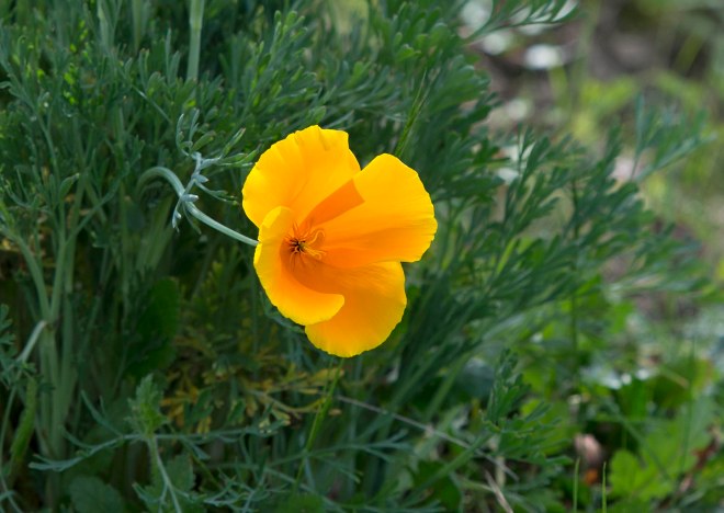 Poppy_DSC_5749