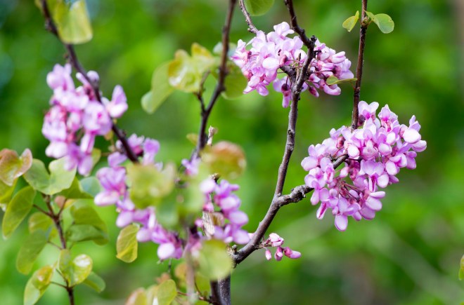 Redbud_DSC_7057