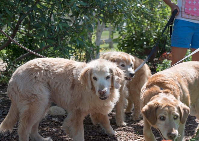 Senior Walk_750_5207