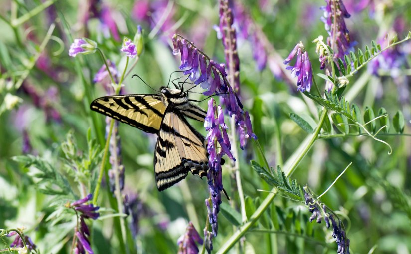 Wordless Wednesday: Of&nbsp;Tails