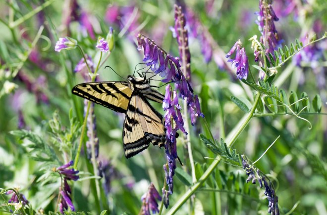 SwallowTail_Butterfly_750_5306