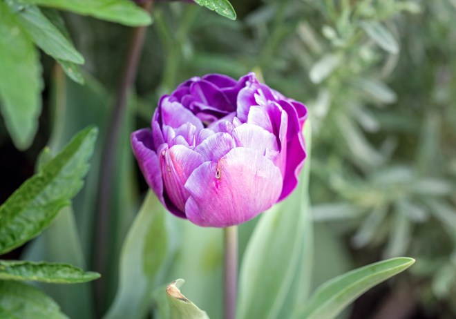 Tulip_DSC_7533