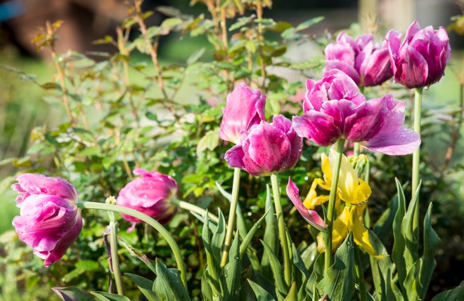 Tulips_DSC_6783