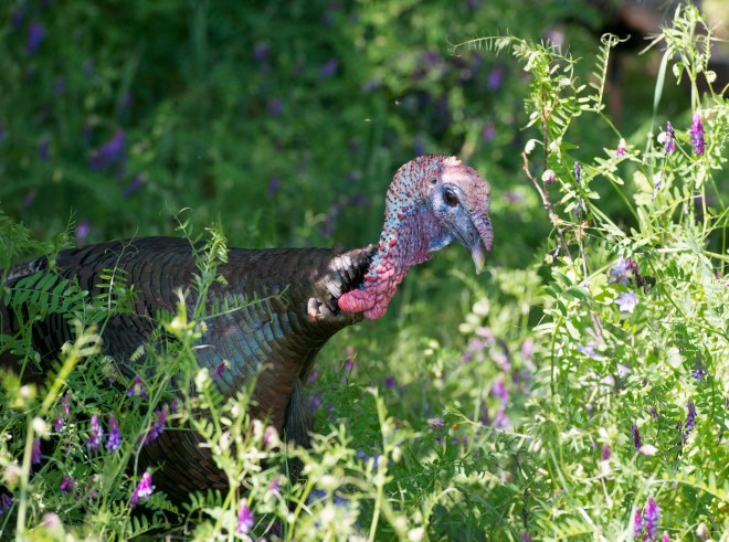 Turkeys_DSC_7470