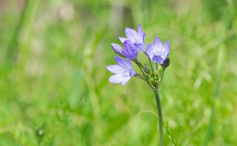 Wordless Wednesday: From the&nbsp;Meadow